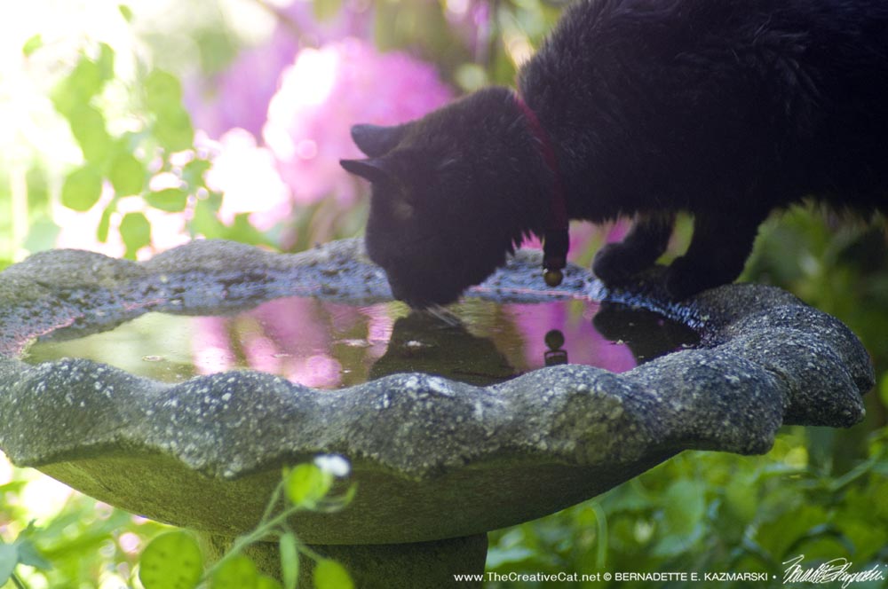 black cat drinking from bird bath with rhododendron