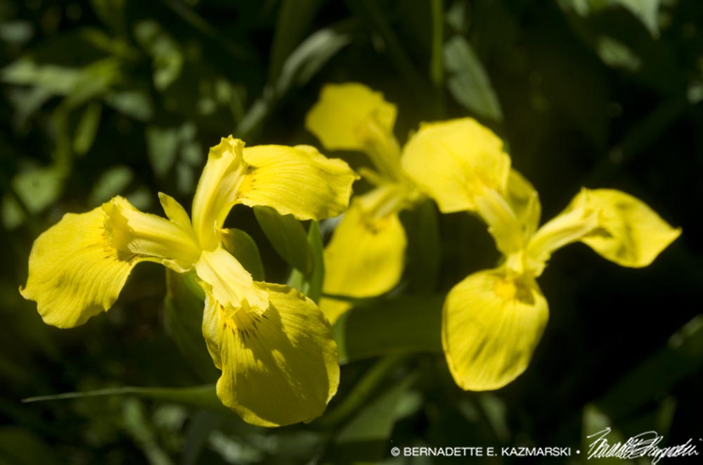 three yellow irises