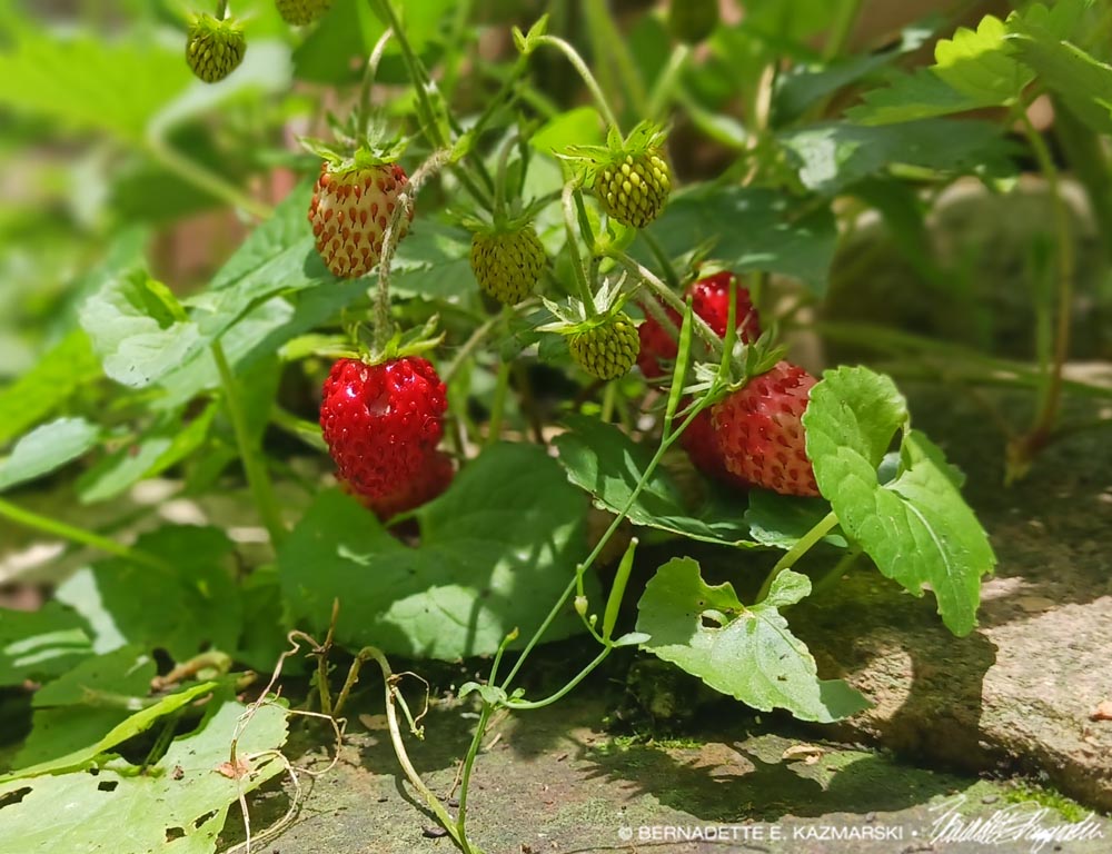 First Fruits, Wild Strawberries