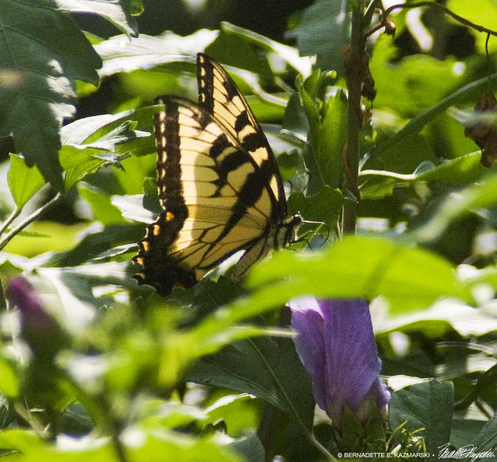 male tiger swallowtail on rose of sharon